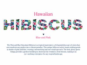 HAWAIIAN HIBISCUS Lettering Transparent PNG