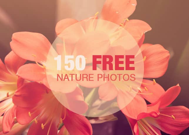150 Free Nature Photos Bundle